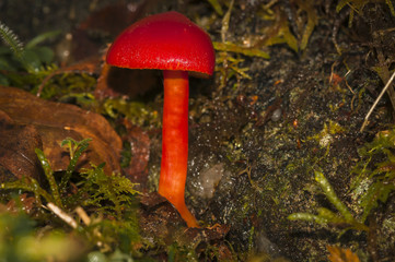 A photograph taken with a flash of a specimen of Scarlet Waxcap, Hygrocybe coccinea, I think.