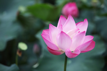 Obraz premium lotus flower.