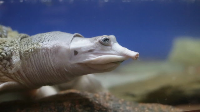 Spiny Softshell Turtle