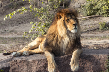 Male lion lying down