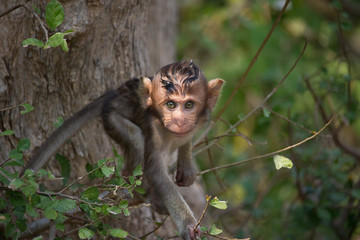 Fototapeta premium Śliczna małpa