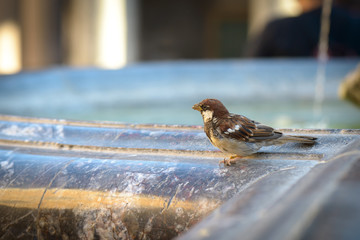 sparrow on fountain