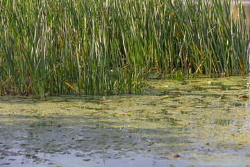bog and sedge in pond