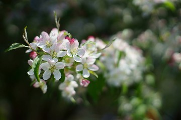 Fototapeta premium Apple tree twig with white and pink blossom close up.