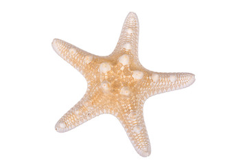 Light brown starfish on a white background