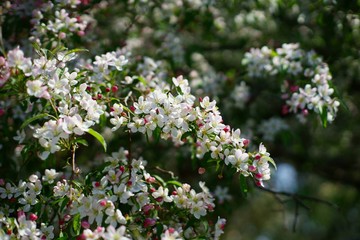 White and pink apple blossom detail.