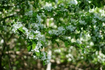 Snow white apple blossom late in spring.