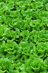 green lettuce crops in growth at vegetable garden