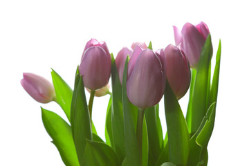Bouquet of tulips on a white background