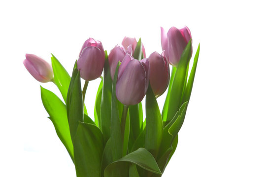 Bouquet of tulips on a white background