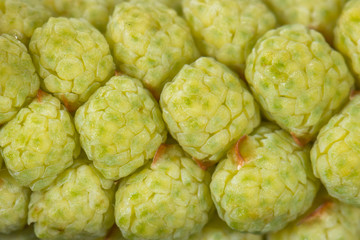 Männliche Blüte der Kiefer Wald-Kiefer (Pinus sylvestris) im Detail