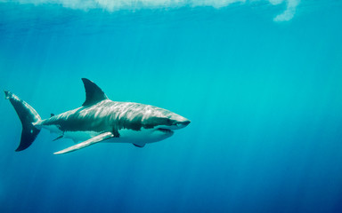 Fototapeta premium Żarłacz biały pływa w błękitnym Pacyfiku na wyspie Guadalupe w Meksyku pod promieniami słońca