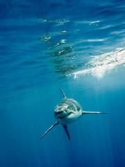 Great white shark swimming front with its main four fins in the blue Pacific Ocean at Guadalupe...
