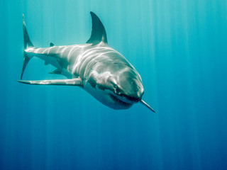 Obraz premium Great white shark who looks like Bruce from Finding Nemo movie in the blue Pacific Ocean at Guadalupe Island in Mexico under sun rays