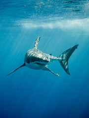 Fototapeta premium Żarłacz biały z czterema palcami pływającymi w promieniach słońca na błękitnym Pacyfiku na wyspie Guadalupe w Meksyku