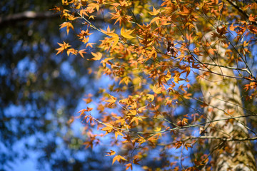 Colorful maple leafs backlit against the color of Autumn forest