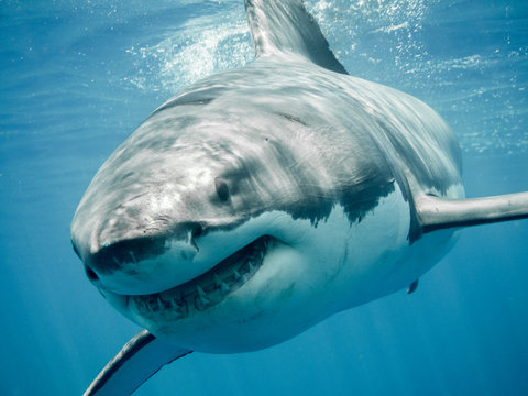 Great white shark close up smiling and swimming front in the blue Pacific Ocean at Guadalupe Island in Mexico