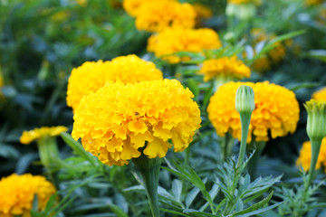 more yellow flower 14