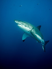 Obraz premium Huge great white shark in the blue Pacific Ocean at Guadalupe Island in Mexico
