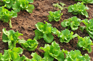 green lettuce crops in growth at vegetable garden