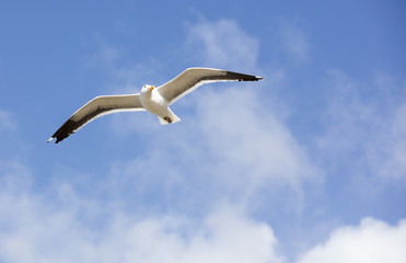Fototapeta na wymiar Flying Sea Gull With Spanned Wings