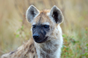 Obraz premium A Spotted Hyena Baby close up Head Shot, Kruger National Park, South Africa