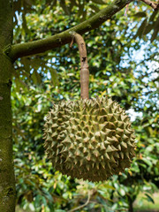 Naklejka na ściany i meble Fresh durian in the orchard.