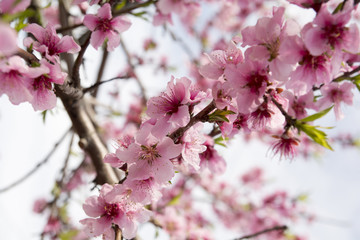 Fototapeta na wymiar Almond Blossom