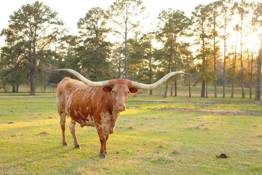 Texas Long Horn Cow Sunset