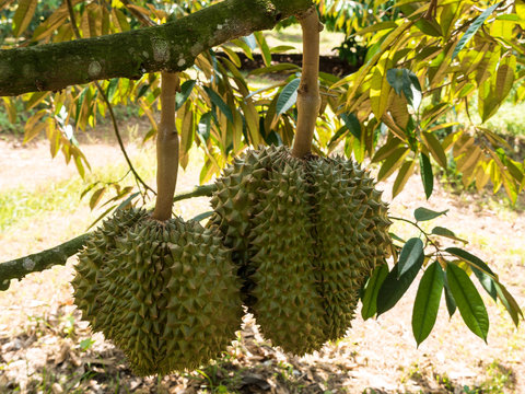 Fresh durian on durian tree in Ease of Thailand.