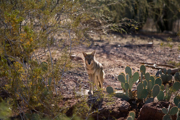 Backlit Coyote