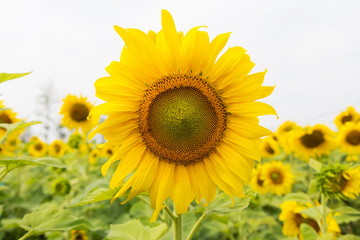 Obraz premium Blooming sunflowers field