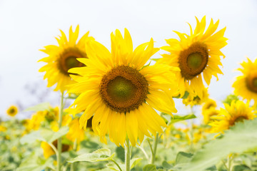 Blooming sunflowers field