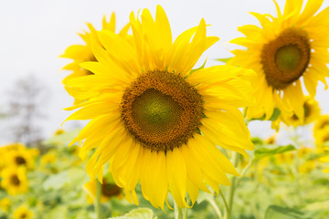 Obraz premium Blooming sunflowers field