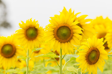 Blooming sunflowers field