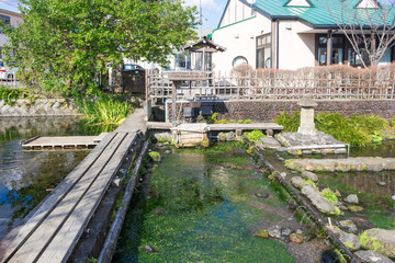 Mishima Baikamo no Sato / Ranunculus nipponicus var. japonicus upbringing place