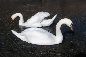 Two swans in a dark dimply water