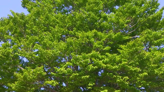 新緑の樹木　ズームアップ