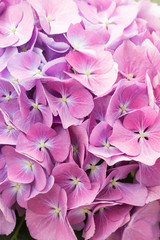 Close up beautiful hydrangea flower