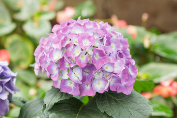 Obraz premium Close up beautiful hydrangea flower
