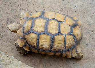 Turtle crawling in nature - Reptiles amphibians.