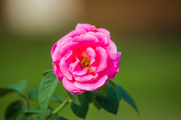 Close-Up of a Pink Rose Blooming