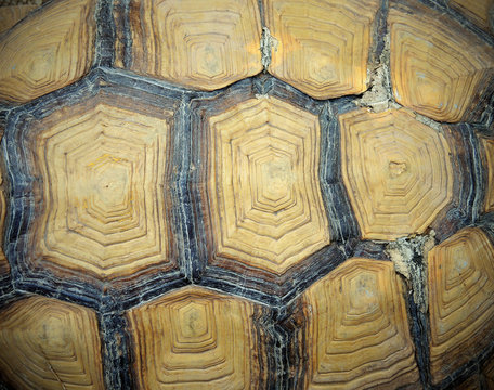 Close up brown turtle shell texture detail