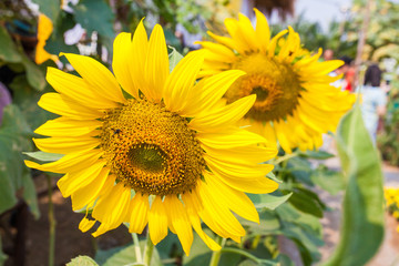 Close-up of sun flower