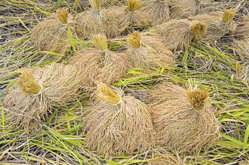 bundle of rice on the rice field after