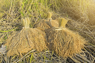 bundle of rice on the rice field