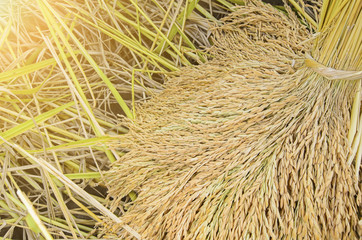 bundle of rice on the rice field