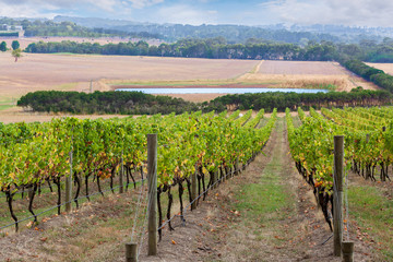 Fototapeta na wymiar Rows of grape vines going down the hill