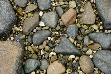 Multicolored stones with small seashells in between.