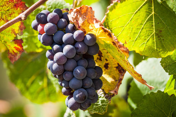 Bunch of red wine grapes in a beautiful light